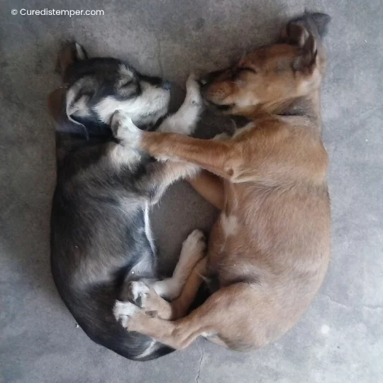Toffy de cachorro, el perro de la derecha en la fotografía, con su marca de nacimiento en forma de corazón blanco en el pecho.