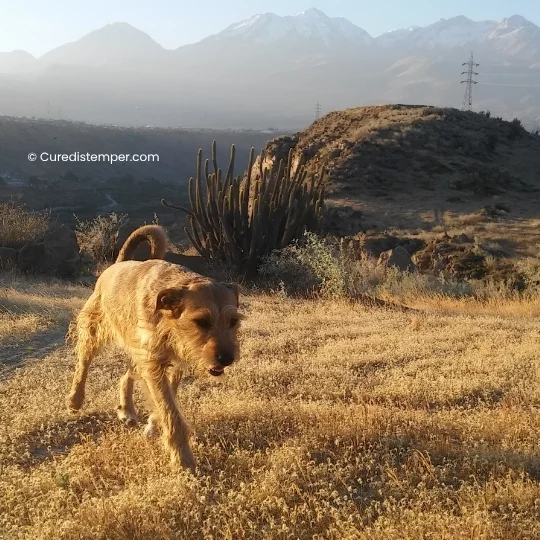 Toffy durante el paseo de aquella tarde de junio de 2017, con el semblante apagado y débil, cuando empezaron los primeros síntomas del distemper.