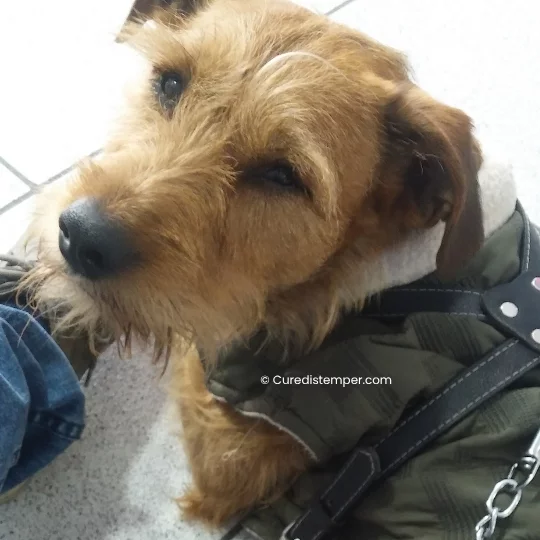 Toffy durante los días más duros de la enfermedad, con diarrea y falta de apetito, en la etapa más crítica del distemper.