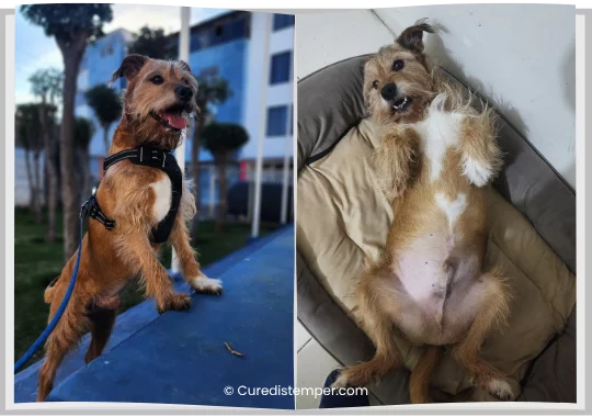 Toffy ya recuperado, en una foto doble reciente donde se aprecia con claridad su inconfundible corazón blanco en el pecho.
