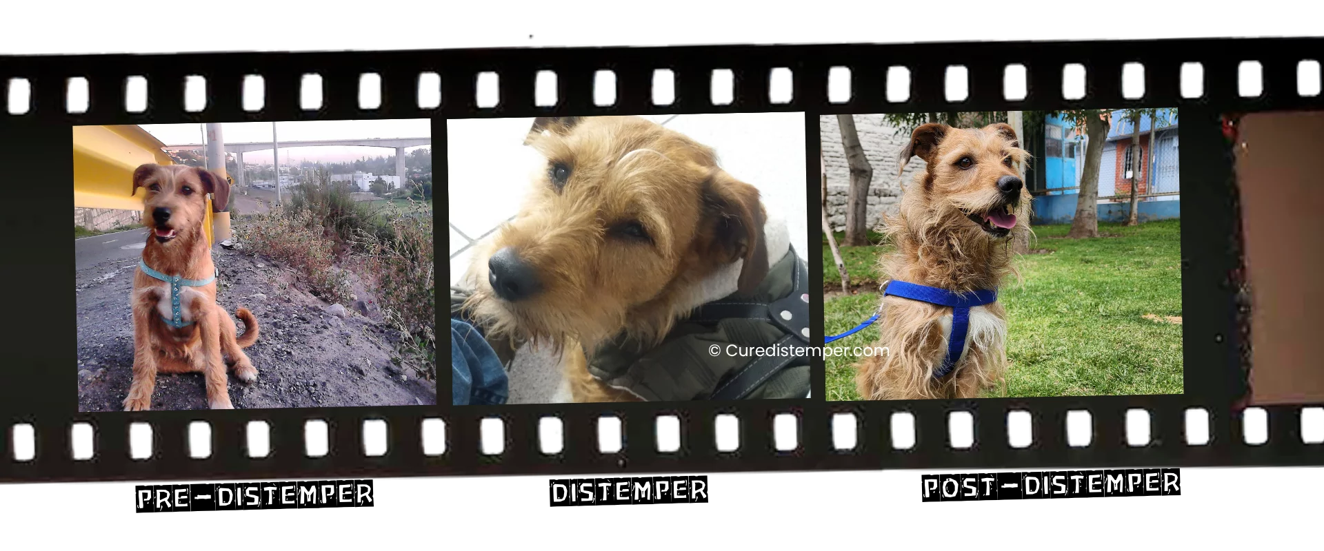 Toffy, sano y recuperado, protagonista de esta historia de superación del distemper canino.