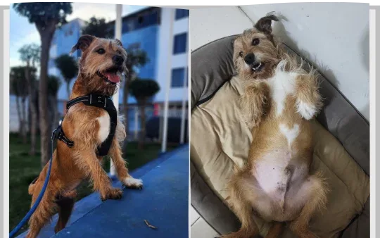 Toffy recuperado: de pie sobre las patas traseras en el parque, y panza arriba en su cama.